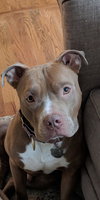 Angus Boy