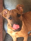 Waylon