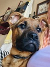 Waylon