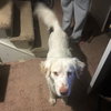 Seamus