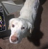 Seamus