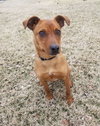 Nala