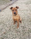 Nala