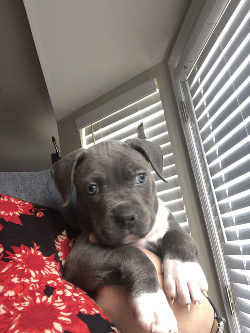 Bruno