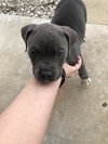 Bruno