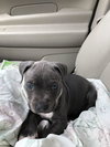 Bruno
