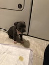 Bruno