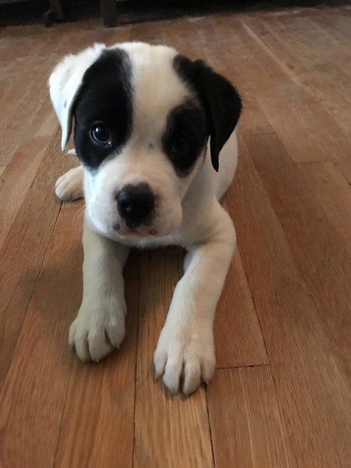 Boz
