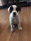 Boz
