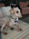 Toby