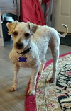 Toby