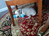 Toby