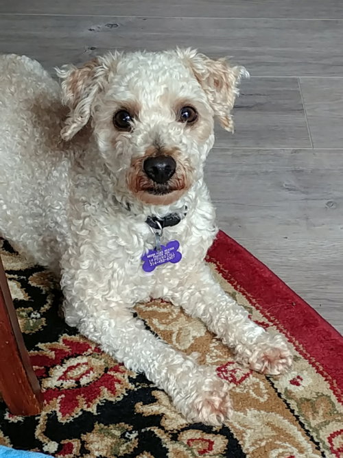 Toby
