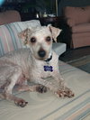 Toby