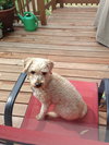 Toby