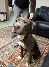 Caspian