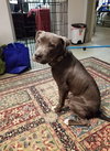 Caspian