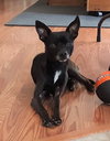 Tiny