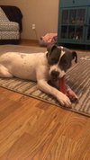 Odin