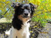 Auggie Doggie