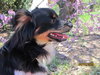 Auggie Doggie