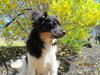 Auggie Doggie