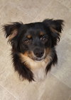 Auggie Doggie