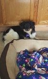 Auggie Doggie