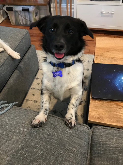 Milo Bear