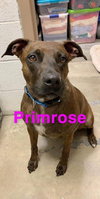 Primrose