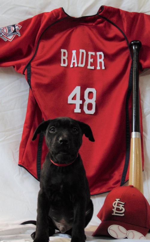 Bader