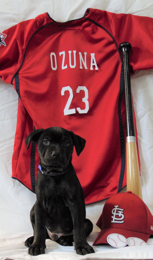Ozuna