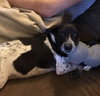 Jeffrey