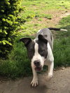 Kona