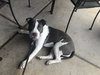 Kona