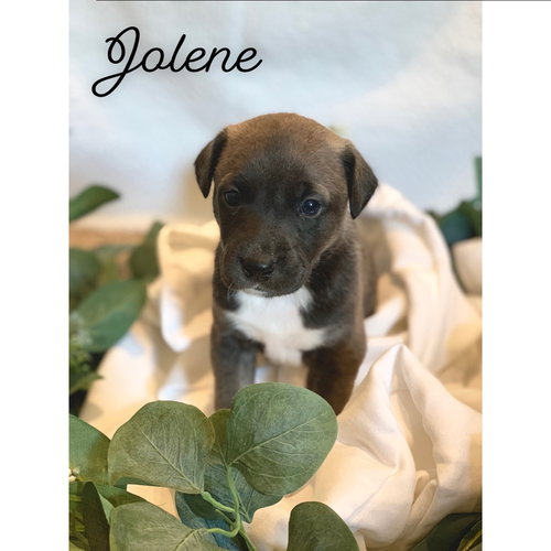 Jolene