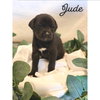 Jude