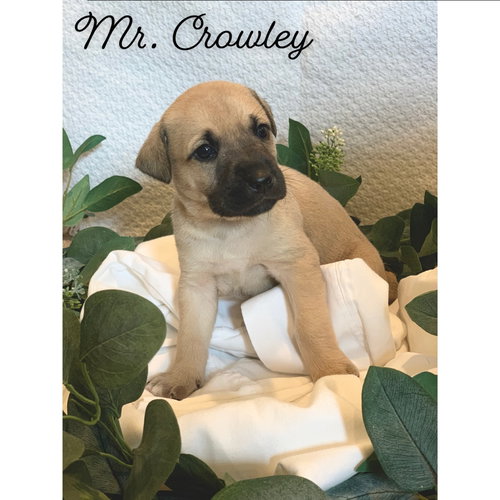 Mr Crowley