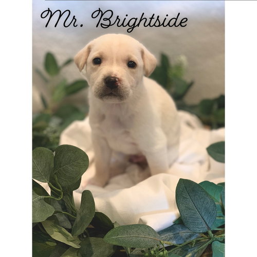 Mr Brightside