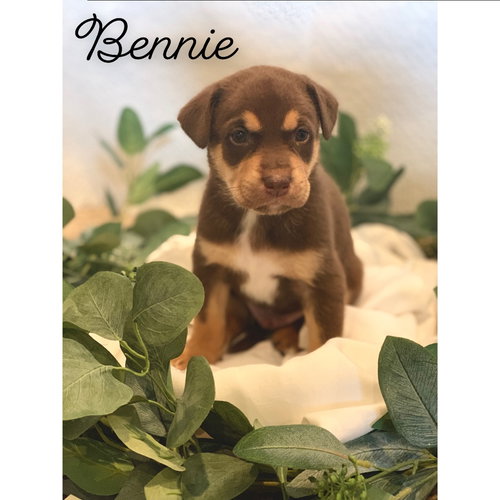 Bennie