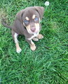 Bennie
