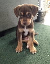Bennie