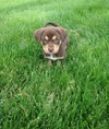 Bennie