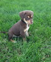 Bennie