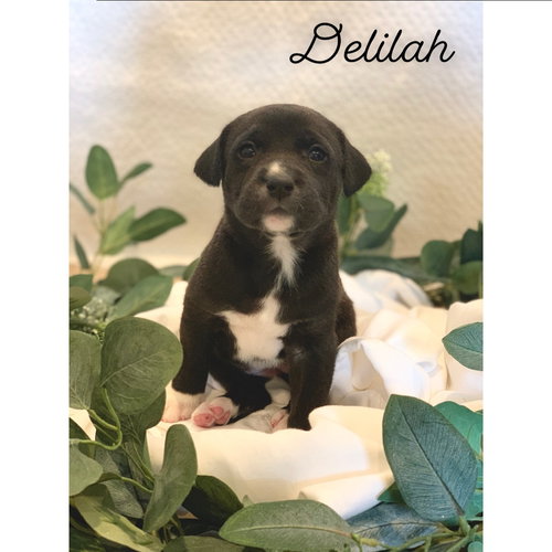 Delilah