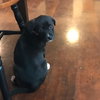 Delilah