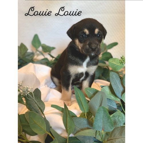 Louie Louie