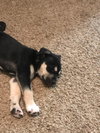 Louie Louie