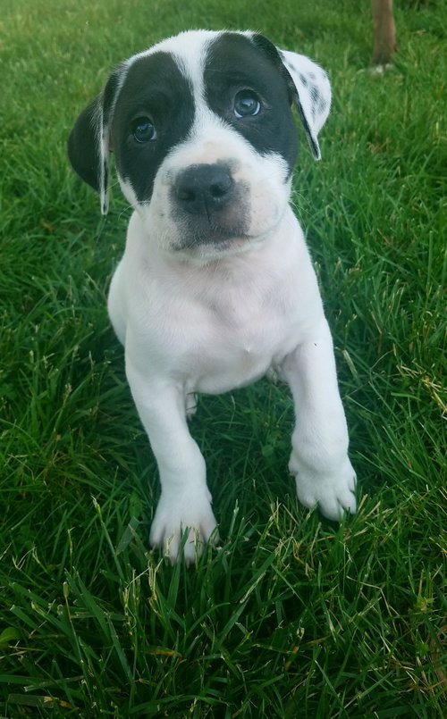 Maurice