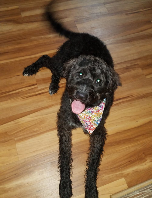 Rufus